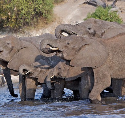 Chobe National Park