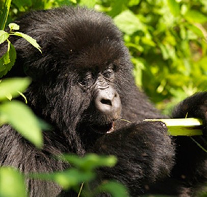 Rwanda