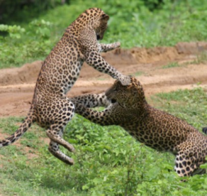 Sri Lanka