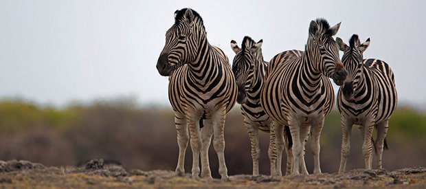 1521740302 Countryinfosliderimage