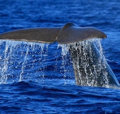 Azores
