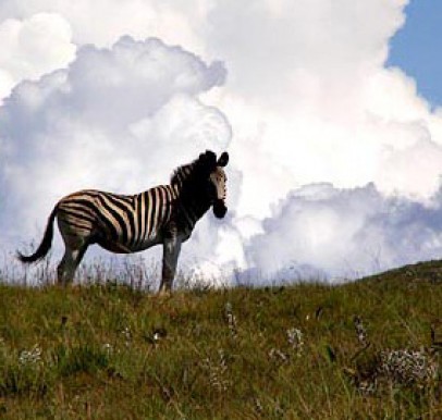 Swaziland