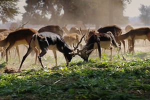 Wildlife Safari