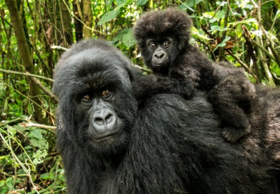 Gorilla Safari & Lake Bunyonyi