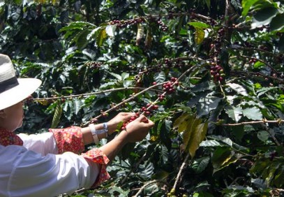 Coffee, Culture and Nature