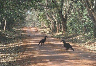 12-Day Birding & Wildlife Safari in Uganda
