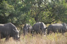 14-Day Explore Uganda Safari