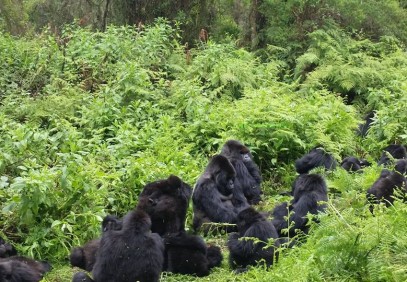 Uganda & Rwanda Wildlife Safari