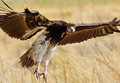 Livingstone Birding Trail