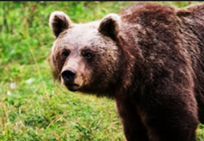 Slovenian Wildlife