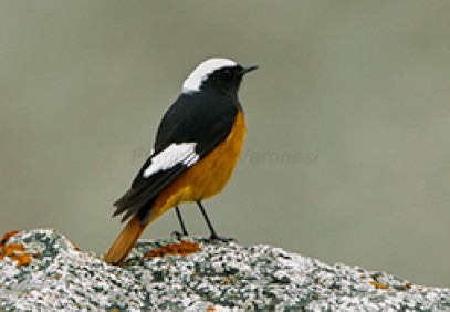 Nepal Birding Safari