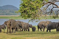 Sri Lanka Tour
