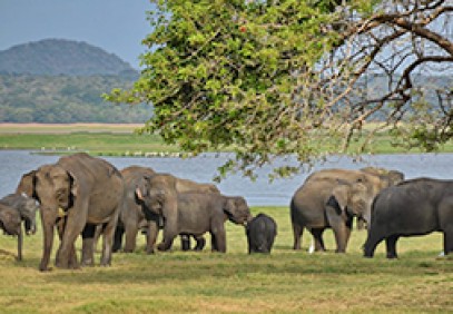 Sri Lanka Tour