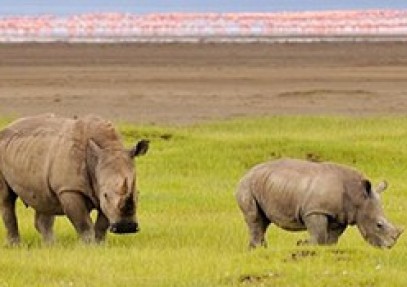 Nairobi, Amboseli, Nakuru & Mara Safari