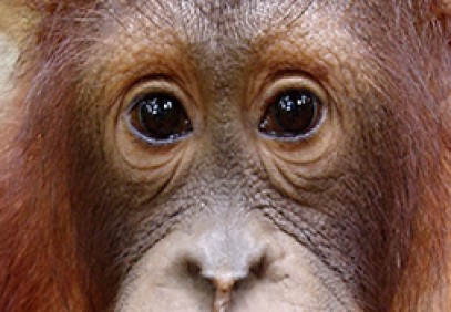 Borneo Adventure