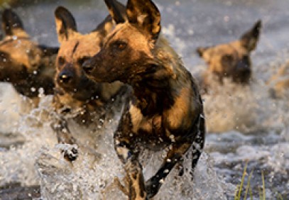 Botswana Miracle Rivers