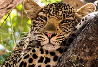 3-Day Selous Game Reserve Safari