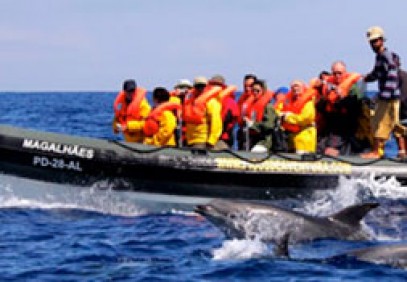 Half-Day Whale Watching