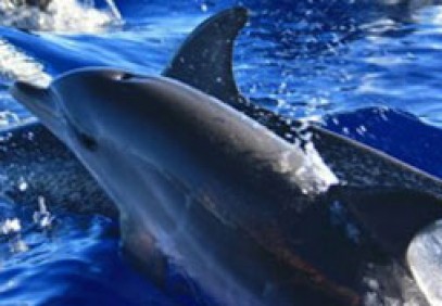 Half-Day Swimming with Dolphins