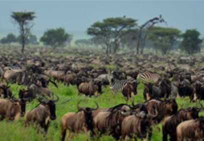 Pure Wilderness Safari