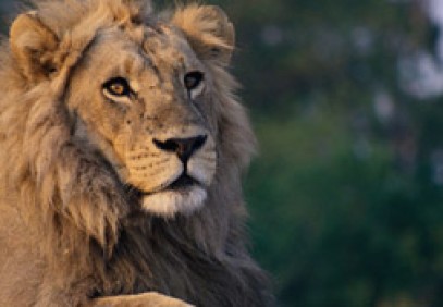 Magical Tanzania Safari