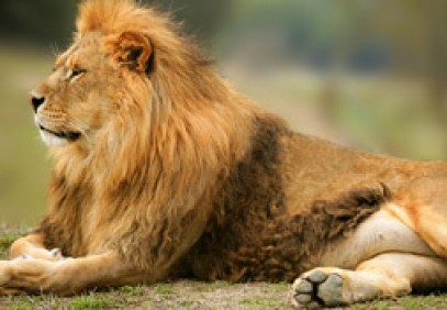 Lion Mobile Safari