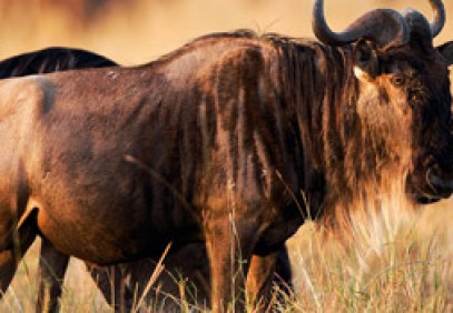 Zambia – Botswana Expedition