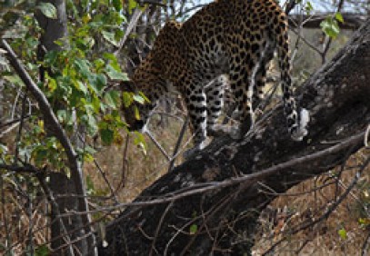 Leopard Luxury Mobile Safari