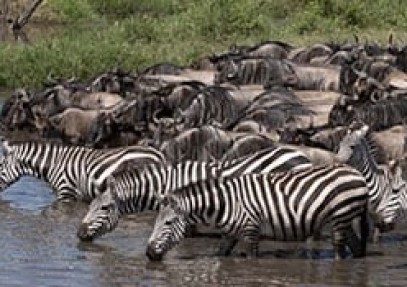 Jungle Explorer Safari