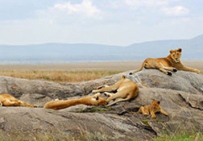 Kenyan Wildlife Safari