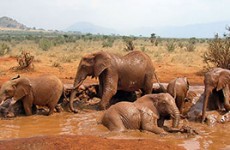 Eastern Kenya Safari