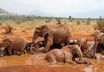 Eastern Kenya Safari