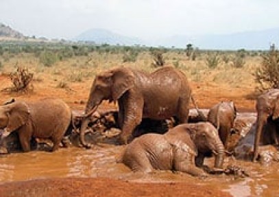 Eastern Kenya Safari
