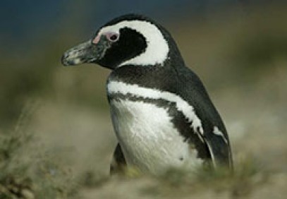 Patagonia Penguin Adventure