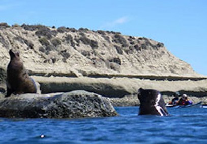 7-Day Valdes Wildlife Kayak
