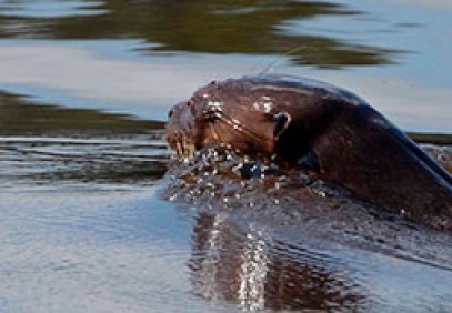Giant Otters & Macaws