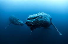 Socorro Islands on Solmar V Liveaboard