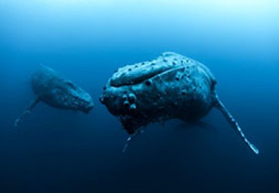 Socorro Islands on Solmar V Liveaboard