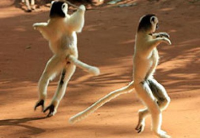 Deep South – Majestic Lemurs
