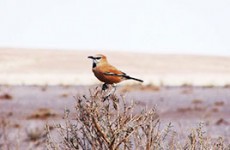 Iran Bird Watching Tour