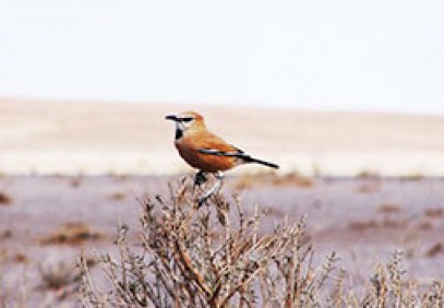 Iran Bird Watching Tour