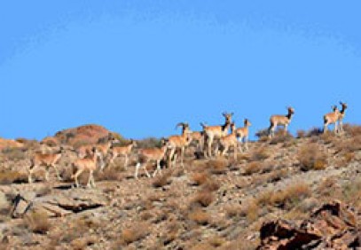 Iran Wildlife Tour