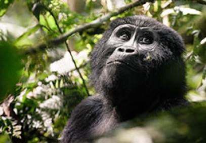 Gorilla Trekking in Uganda