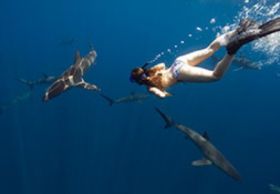 Pelagic Safari Expedition