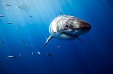 Guadalupe on Solmar V Liveaboard