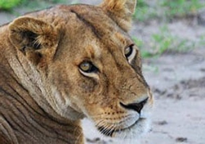 The Big Badger Safari