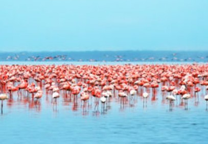 Samburu, Lake Nakuru & Masai Mara Safari
