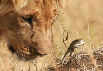 Kenya Luxury Lodge Safari