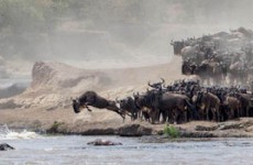 Best of Kenya Safari