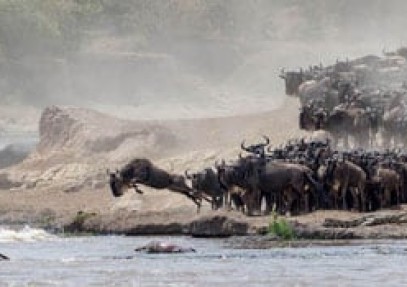 Best of Kenya Safari